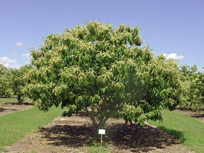 Chestnut tree in orchard