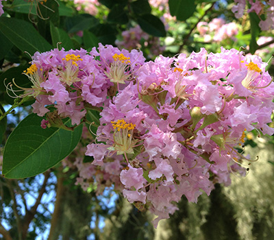 Close look at the pale pink cluster of flowers on a crapemyrtle
