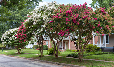 Four crapemyrtle trees lining a neighborhood street, all in full bloom and alternating white and pink flowers