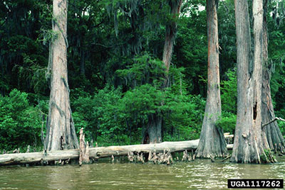 Bald cypress by water