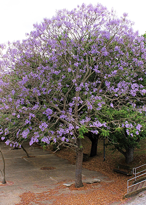 A  jacaranda tree covered in purple flowers planted in the middle of a public paved space