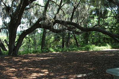 Live oak