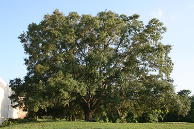 Huge full oak tree