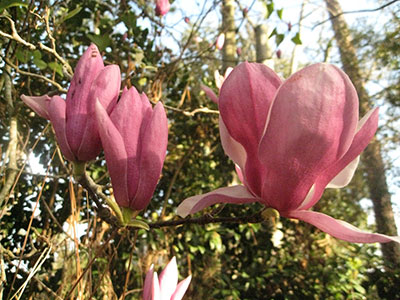 Saucer magnolia blossoms