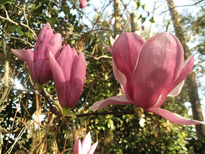 Saucer magnolia blossoms