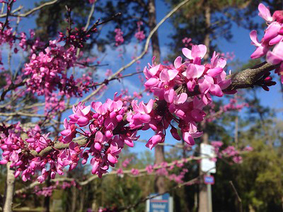 Redbud branch with pink flowers