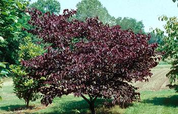 A small tree covered in deep burgundy leaves