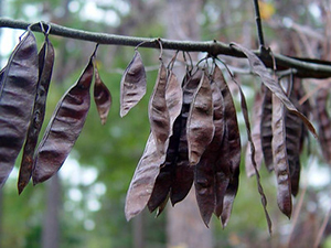 Flat dark brown seed pods hanging on branch