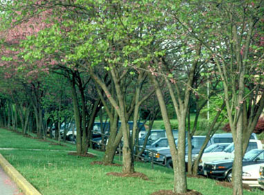 Redbud trees planted in parking lot island