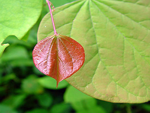 A small immature red leaf against a larger light green leaf