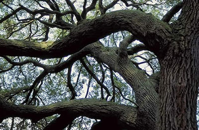 Branches of sand live oak