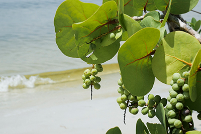 Partial image of plant with light green round leaves and clusters of light green grape-like fruits with waves and beach sand in the background