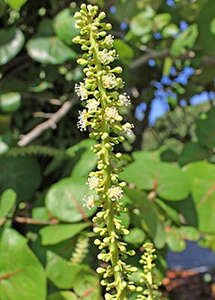 A green stalk covered with tiny white flowers