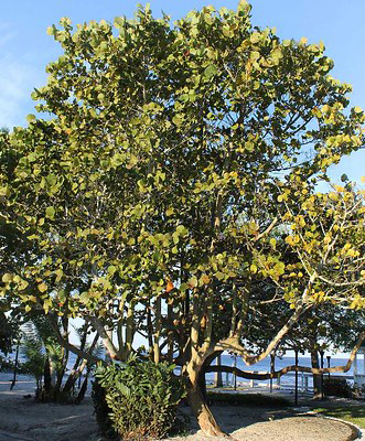 A very large seagrape tree on a sunny beachside lawn.