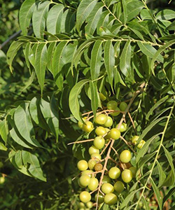 Cluster of yellow-green round soapberry fruit