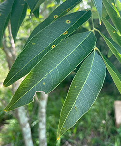 Long narrow green leaves of soapberry