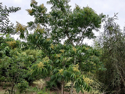 A tree with long narrow leaves and clusters of round yellow fruits.