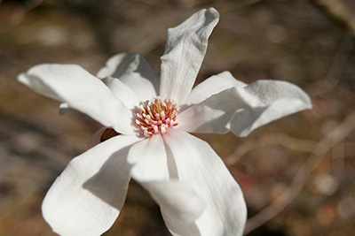 The white flower of a star magnolia with 8-10 long petals and a pink center