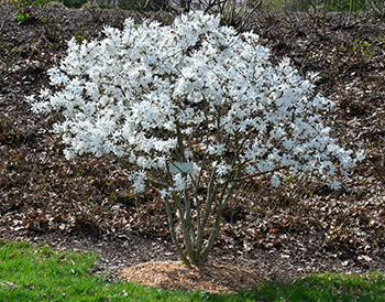 Star magnolia, pruned into a large shrub and covered with white flowers