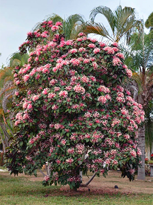 A large starburst clerodendrum tree in full bloom