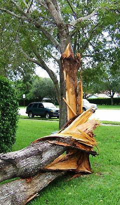 A mahogany tree with significant damage