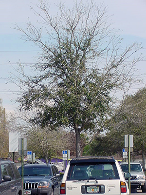 dying tree in parking lot surrounded by cars