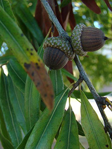 Two large brown acorns almost striped. The accompanying leaves are narrow and longer than typical oak leaves