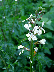 The small weedy white flower of arugula
