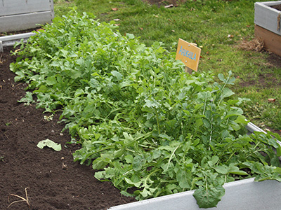 A raised bed full of arugula, which as a plant is rather unremarkable