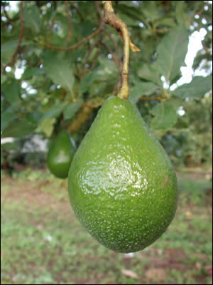 Avocado still on the tree