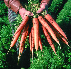 Carrots being held by man in field