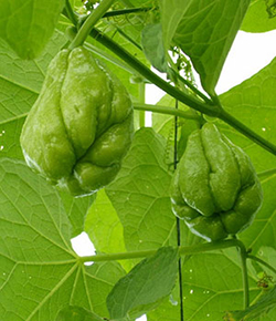 Two chayote fruit hanging on the vine