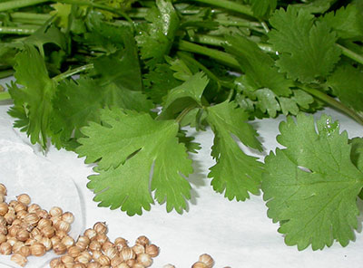 cilantro leaves and seeds