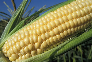 Ear of sweet corn
