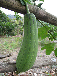 green cucumber-like luffa fruit hanging from a trellis