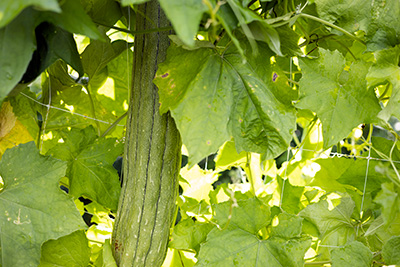 A green luffa fruit peeking out from the leafy vine