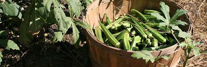 Basket of okra in the field