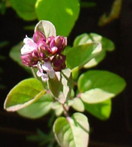 Close up of oregano in flower