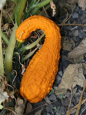 ornamental gourd