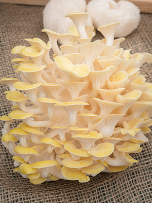 A cluster of pale yellow mushrooms sitting on a table covered in burlap