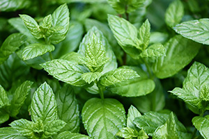 Green leaves of peppermint plant