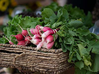 Bunches of small red radishes bound and sitting in a wicker basket