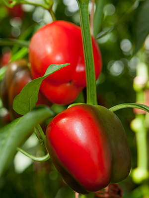 Red bell peppers on the plant