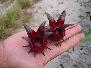 Two large roselle fruits in a person's hand