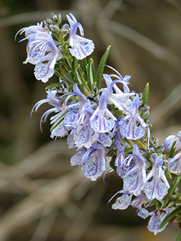 Tiny white and purple bell-shaped flowers of rosemary