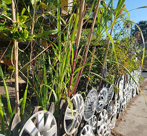 Sugarcane growing alongside a whimsical fence made of hubcaps