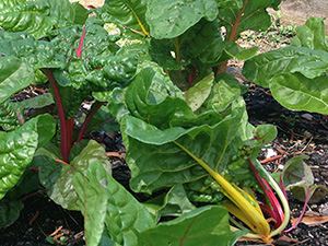 Chard in the garden, with red and yellow stems