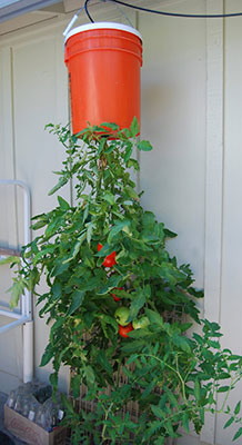 Tomato growing upside down in hanging bucket