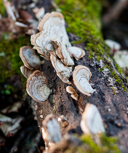 White mushrooms growing on log