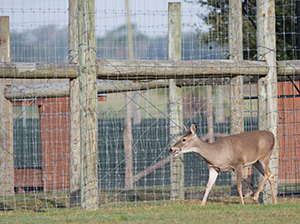 Deer in front of large wire fence looking none too happy